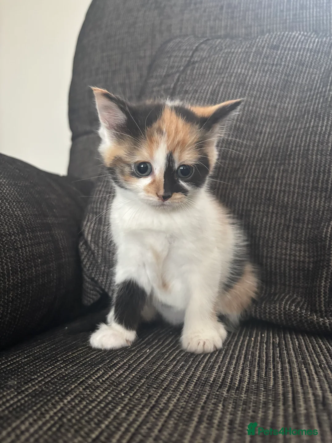 Mixed Breed cats for sale: 5 Kittens  in Lochgelly - Advert 17