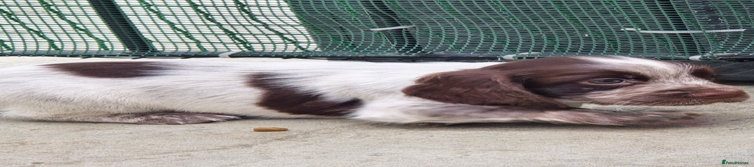 Cocker Spaniel Puppy 4