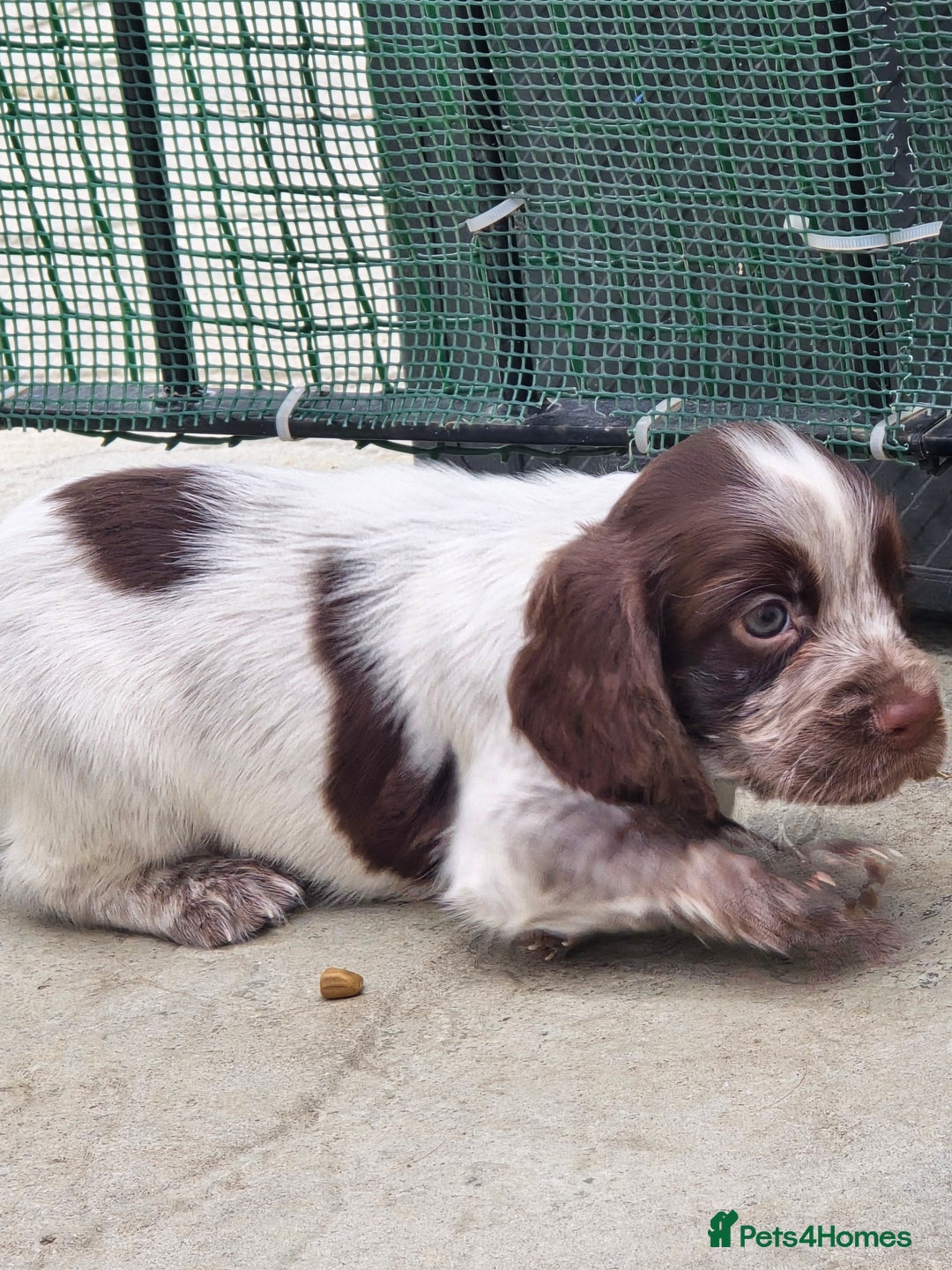 Cocker Spaniel dogs for sale: Cocker spaniel puppies  - Image 7