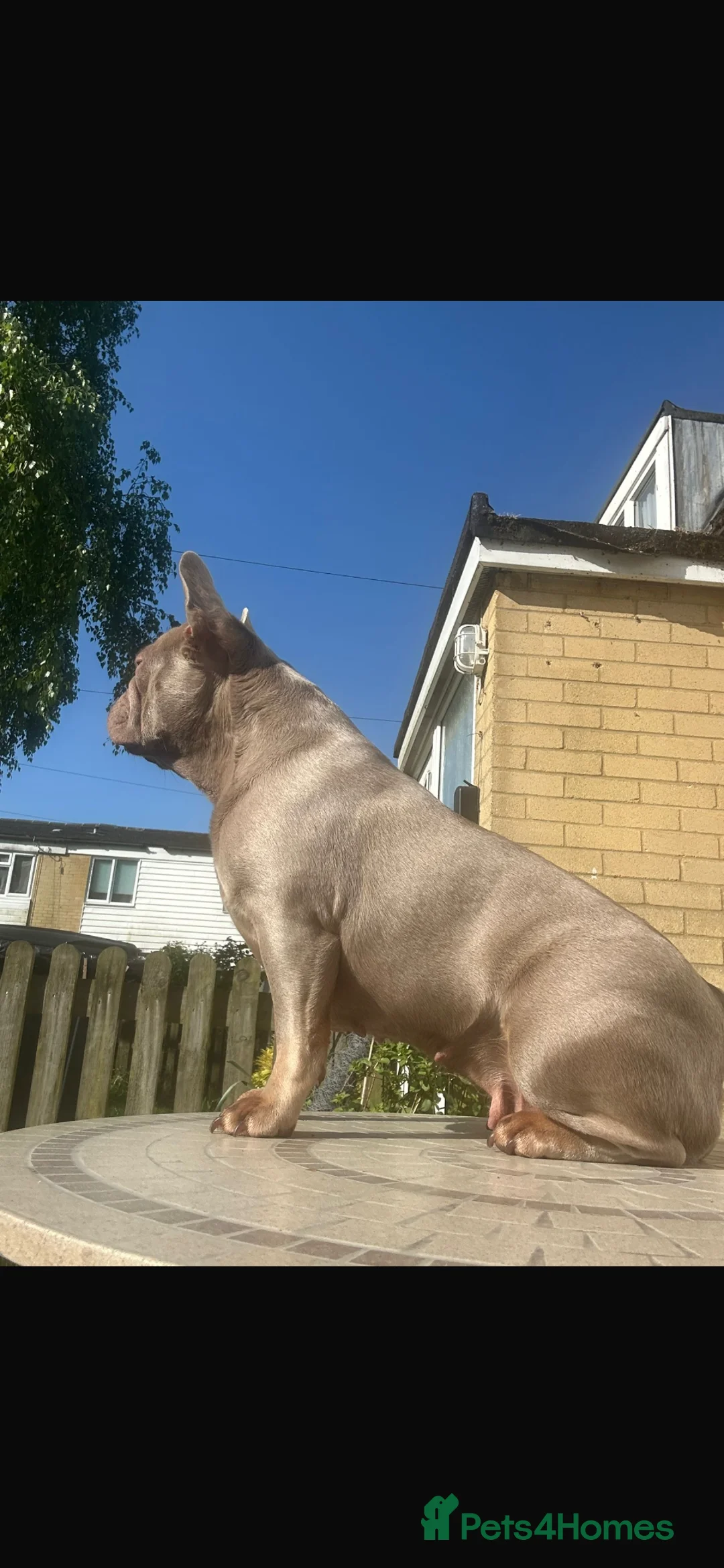 French Bulldog dogs for sale: K C registered beautiful French bulldogs  - Advert 2
