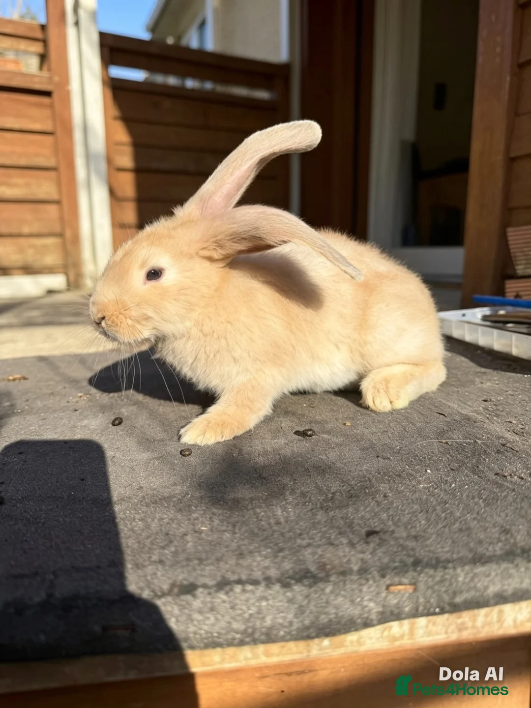 Continental Giant rabbits for sale: Giant ready to go now 12 weeks old  - Advert 2
