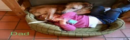 Whippet dogs for sale: Whippet puppies  - Advert 10