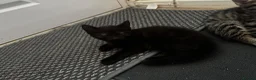 Bengal cats for sale: Bengal and tabby kittens in Southampton - Advert 6