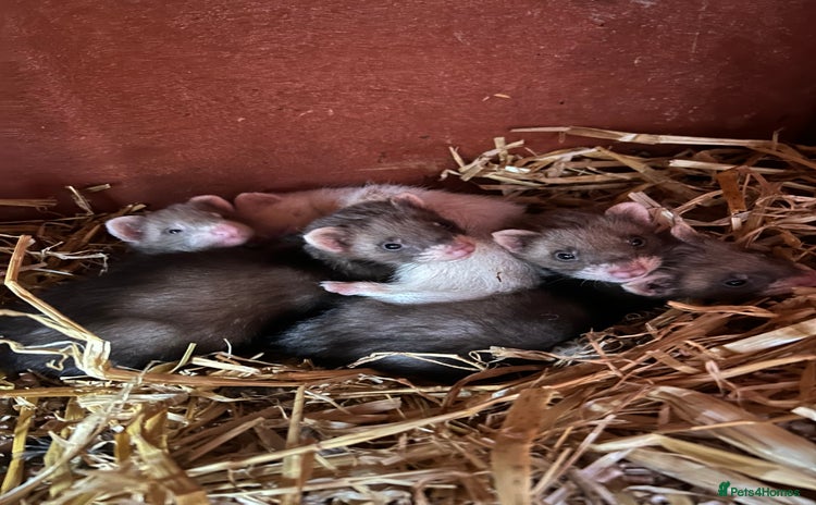 Ferret rodents in Shildon - Advert 1