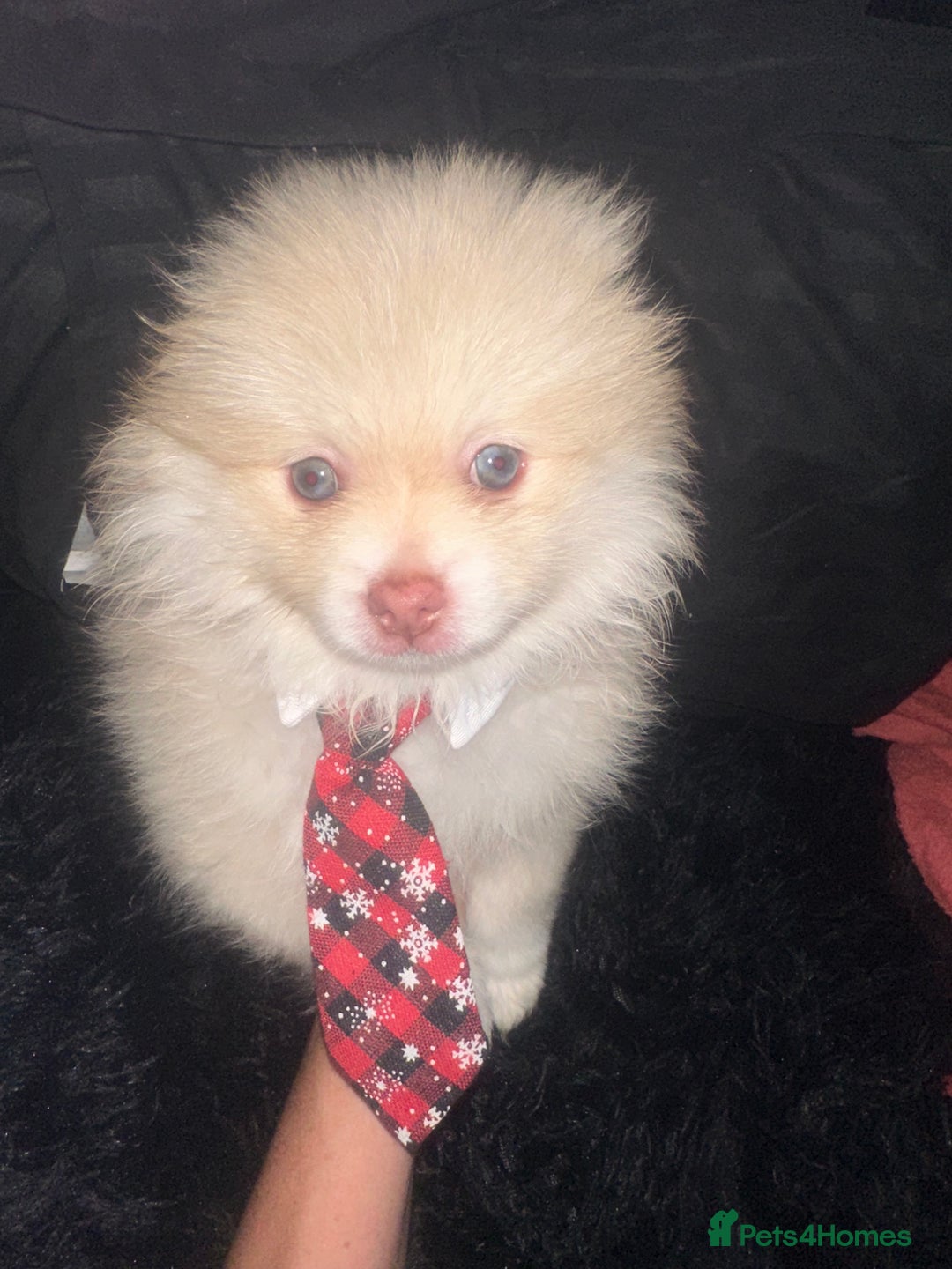 Pomeranian dogs for sale: Blue eye boy and Tiny golden girl poms ready now  - Image 5