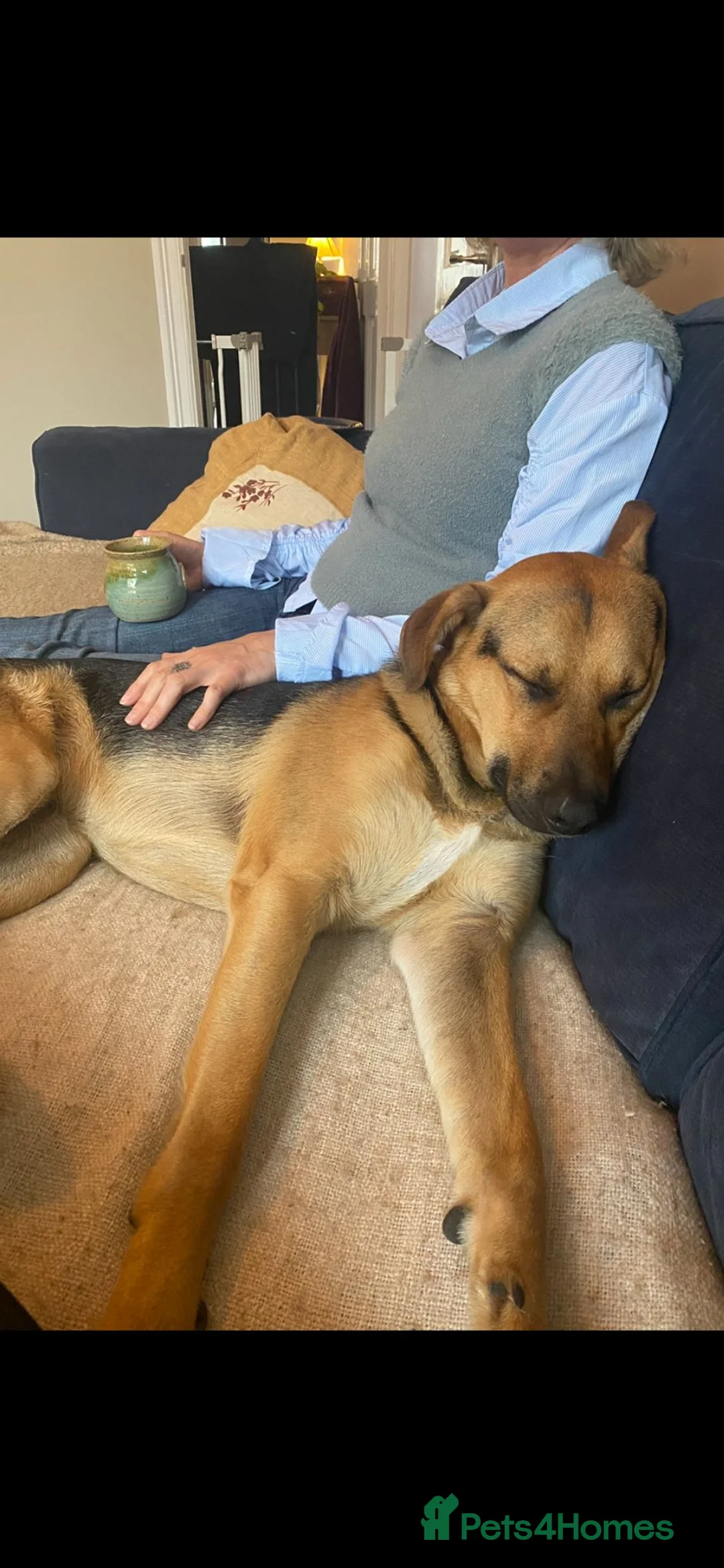 Mixed Breed dogs for sale: Amazing GSD mix for loving home - Advert 2