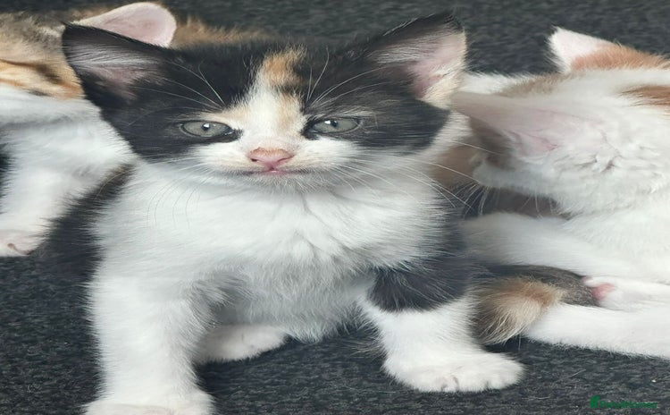 Domestic Shorthair cats - Advert 13