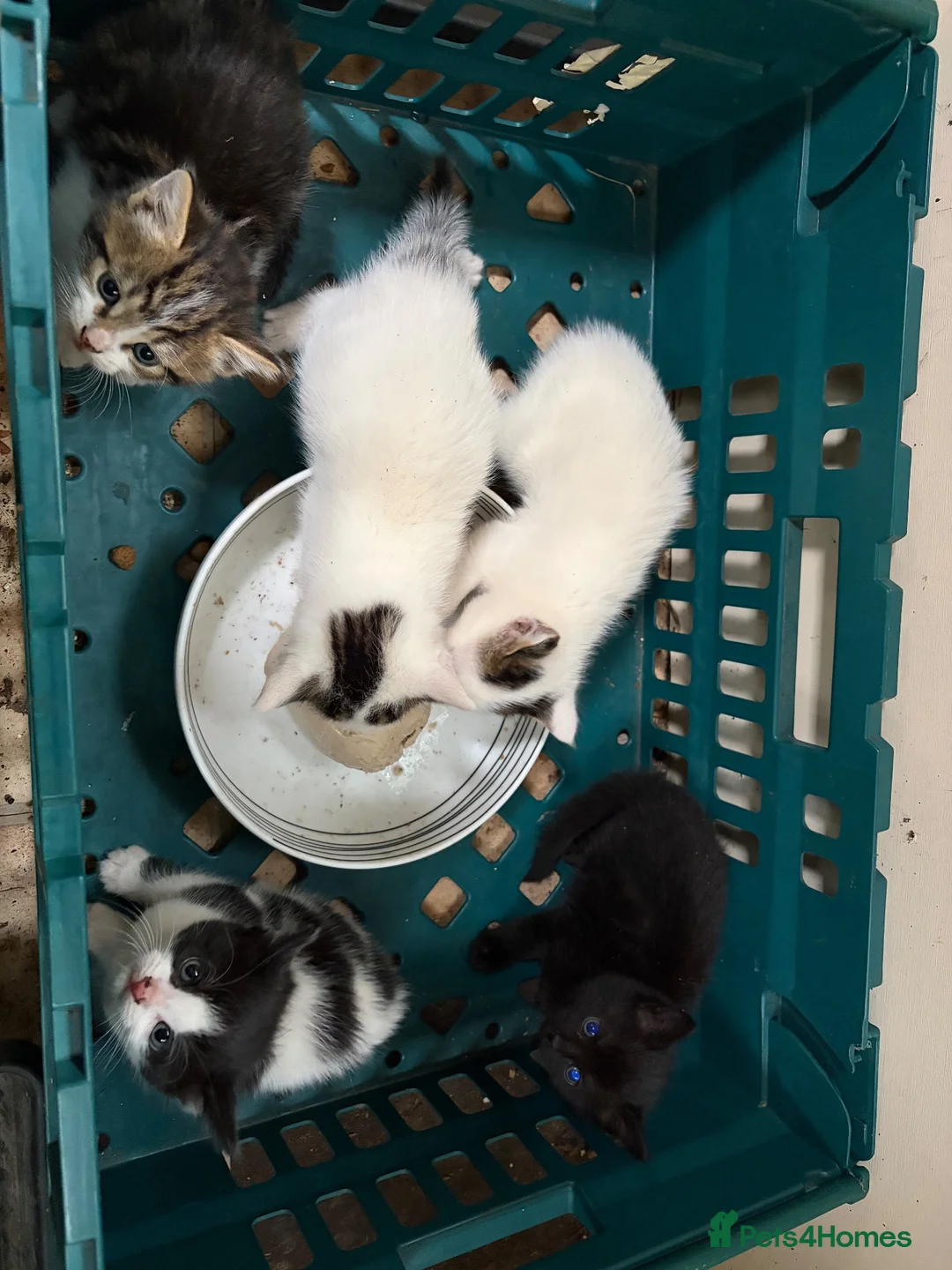 Mixed Breed cats for sale: Ready now Kittens  - Advert 5