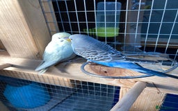 Budgerigars birds for sale: Baby budgies aviary bred  - Advert 7