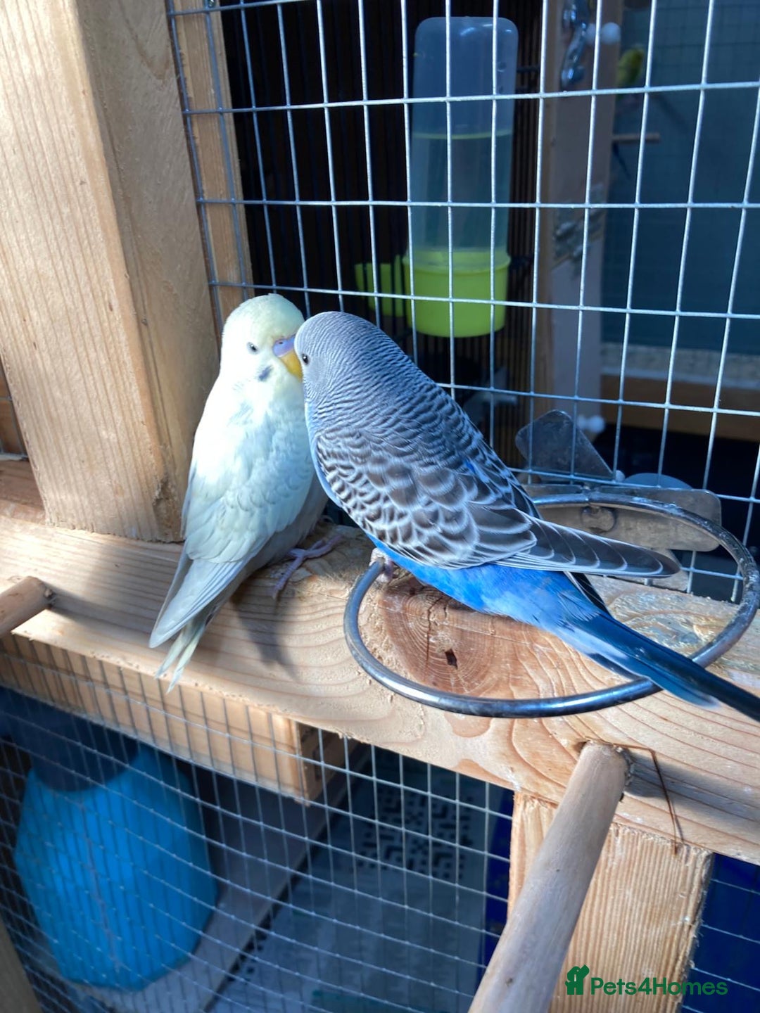 Budgerigars birds for sale: Baby budgies aviary bred  - Advert 7