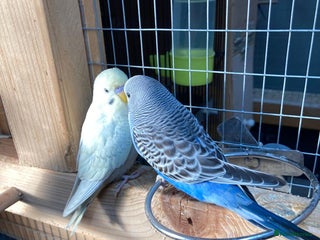 Budgerigars birds Baby budgies aviary bred - Advert 6