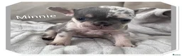 French Bulldog dogs for sale: 4 French bulldog puppies for sale  - Advert 3