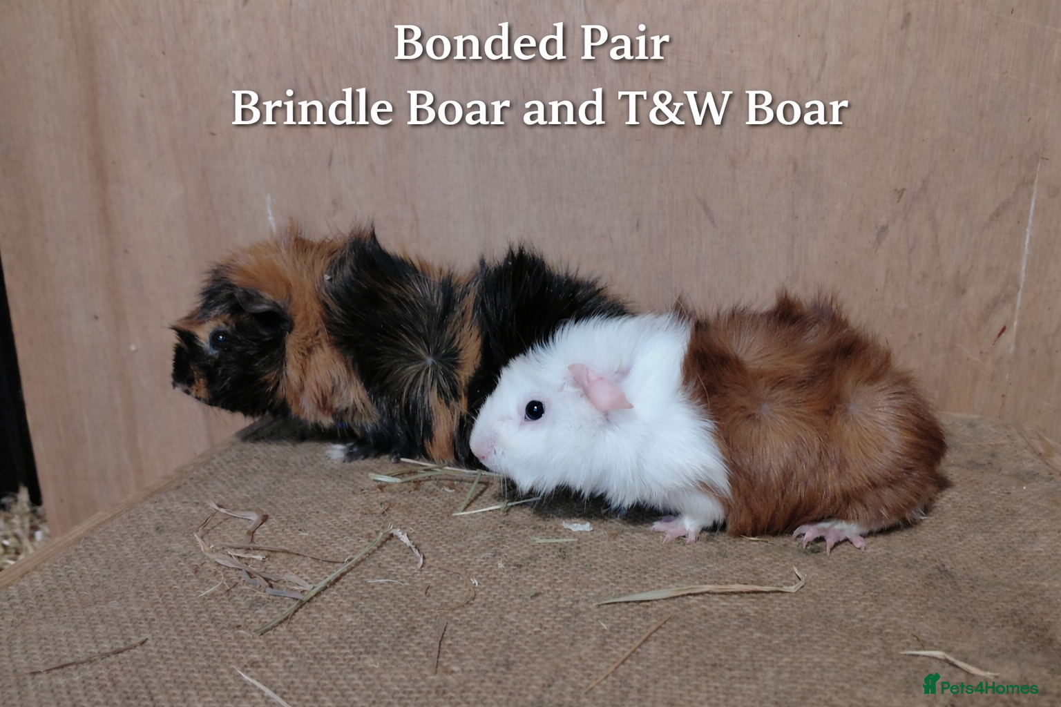 Guinea Pig rodents PE Golden and Abyssinians Available   - Advert 5