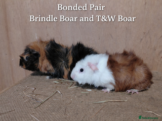 Guinea Pig rodents PE Golden and Abyssinians Available - Advert 5