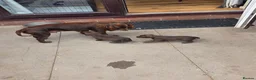 Mixed Breed dogs for sale: 1 male & 1 female cockerdale pups in Ludlow - Advert 5