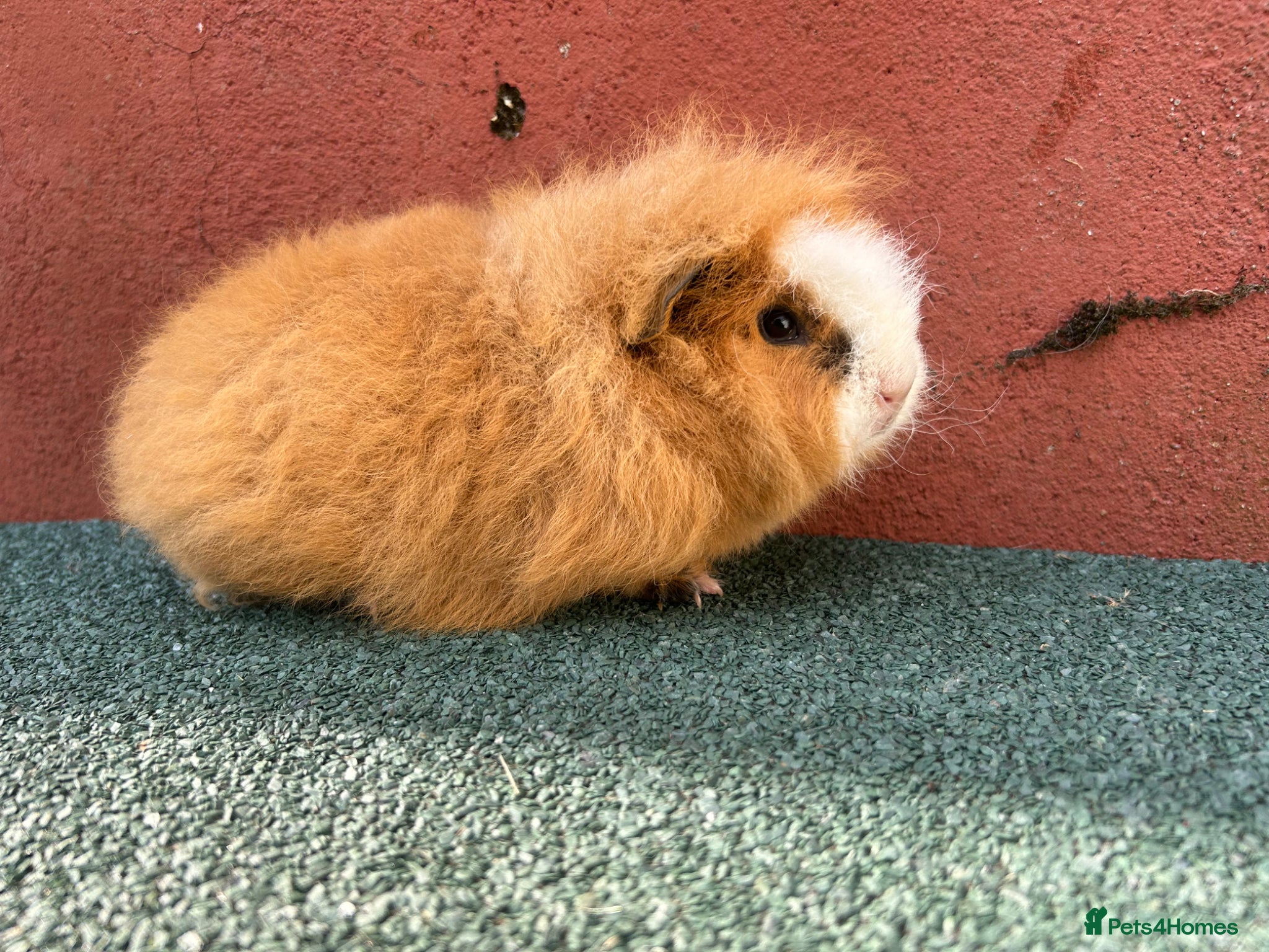 Guinea Pig rodents Swiss Guinea pigs  - Advert 2