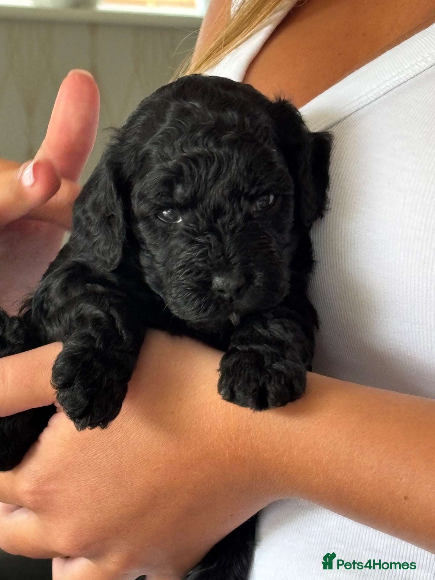 Cockapoo dogs Only one beautiful black boy available to view - Advert 1