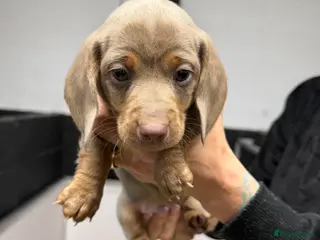 Miniature Dachshund dogs Mini dachshund 1 long haired 2 smooth - Advert 16