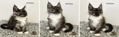Orion 
