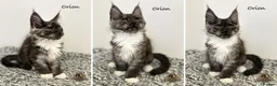 Maine Coon cats for sale: 🐾 Maine Coon Kittens TICA Registered 🐾 - Advert 6