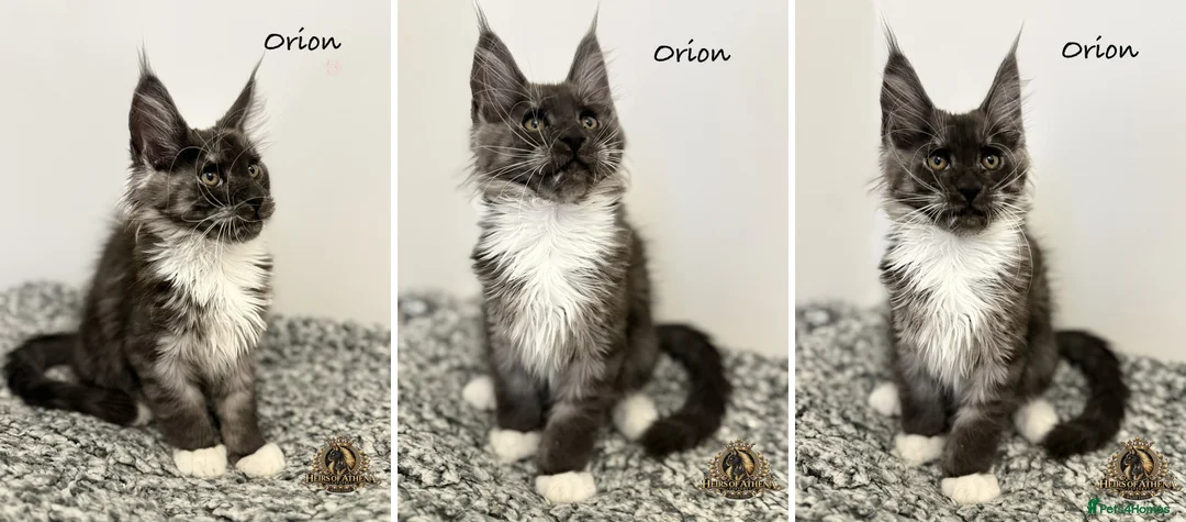 Maine Coon cats for sale: 🐾 Maine Coon Kittens TICA Registered 🐾 - Advert 6