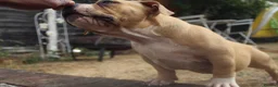 American Bully dogs for sale: American Pocket Bully’s  - Advert 28