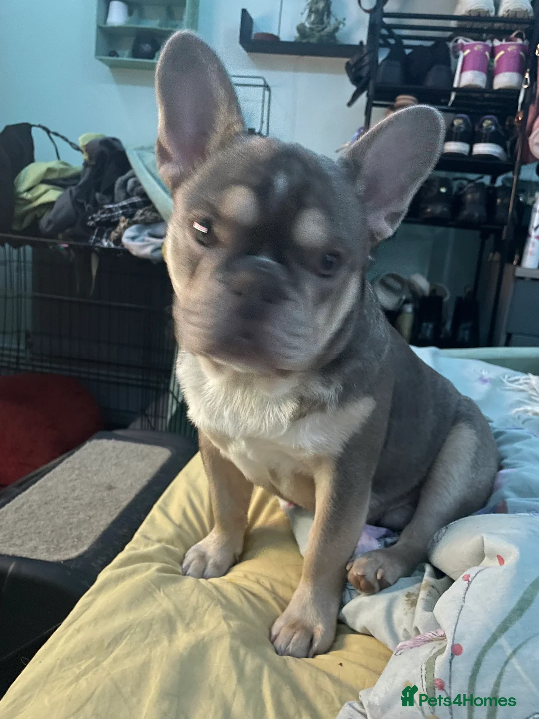French Bulldog dogs for sale: Lilac/Tan & Panda Husky Male french bulldog - Advert 3