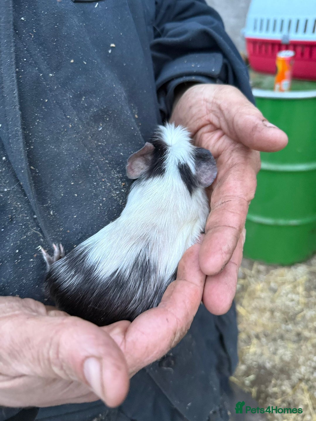 Guinea Pig rodents for sale: 20 lovely guinea pigs for sale  - Advert 15