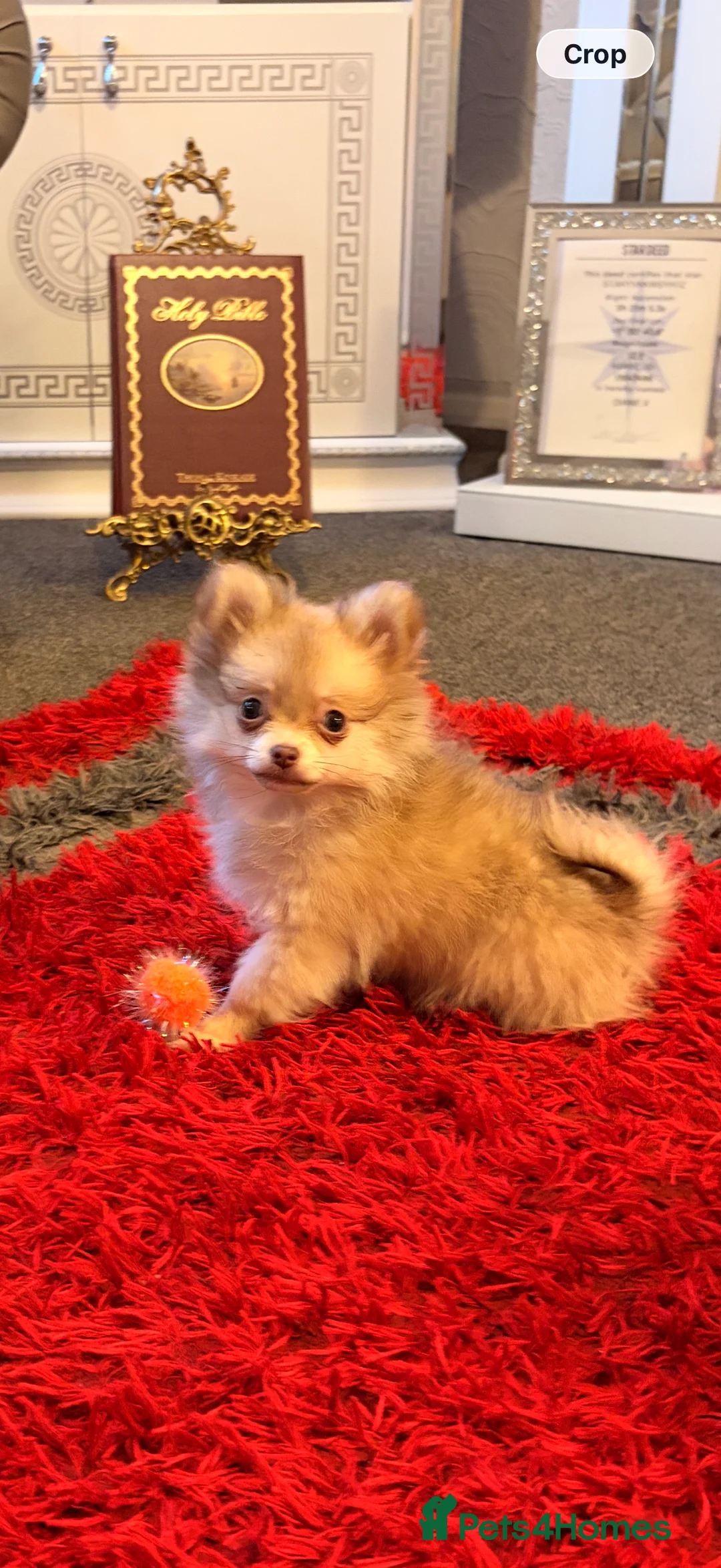 Pomchi dogs for sale: Tiny  **  pomchi  - Advert 1
