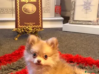 Pomchi dogs Tiny ** pomchi - Advert 1