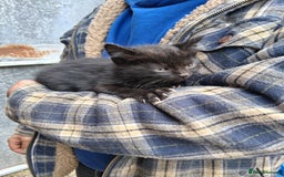 Mixed Breed cats for sale: Kittens available looking for their forever homes  - Image 7