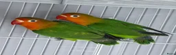 Lovebirds birds for sale: Lovebirds with DNA Certificate - Advert 11