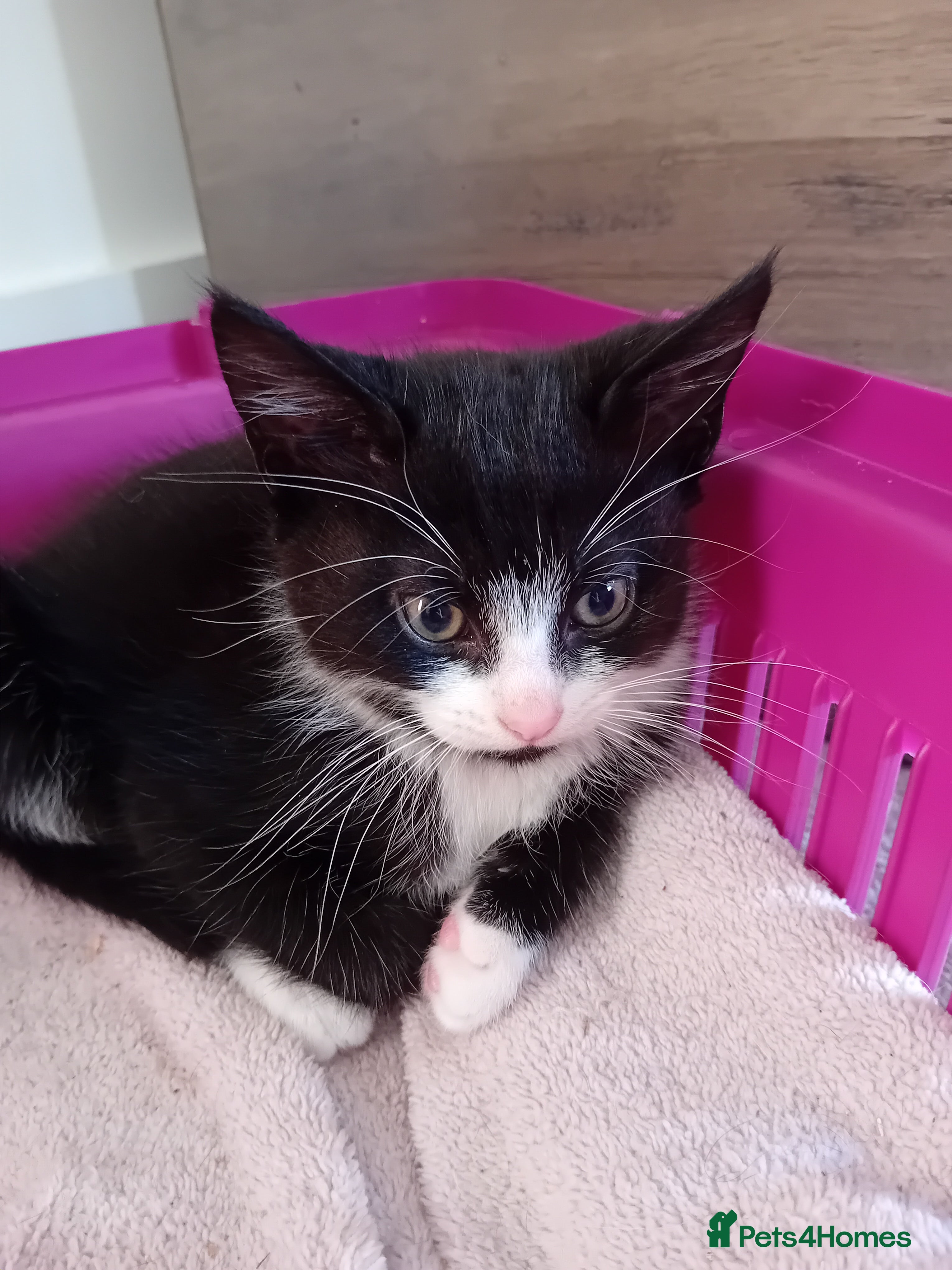 Mixed Breed cats 2 male tuxedo kittens in Brighton - Advert 1