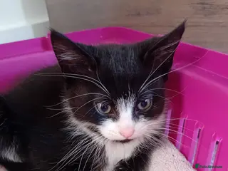 Mixed Breed cats 2 male tuxedo kittens in Brighton - Advert 1