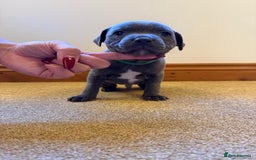 Staffordshire Bull Terrier dogs for sale: Gorgeous KC Reg/Health Tested Blue SBT Puppies - Image 17