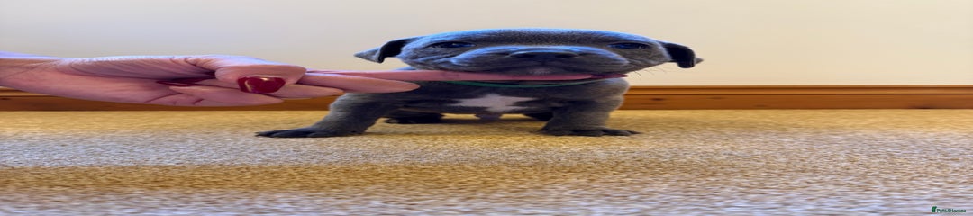 Staffordshire Bull Terrier Puppy 4