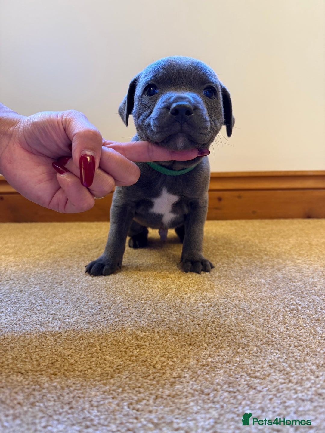 Staffordshire Bull Terrier dogs for sale: Gorgeous KC Reg/Health Tested Blue SBT Puppies - Image 17