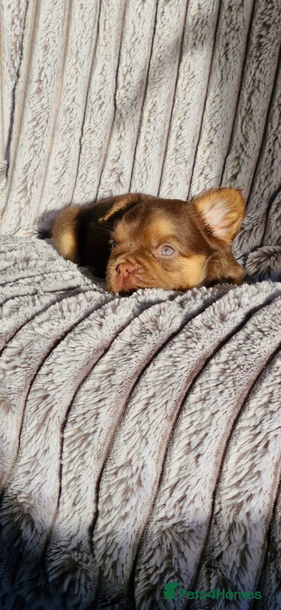 French Bulldog dogs for sale: Stunning puppies from £1500 - Advert 15