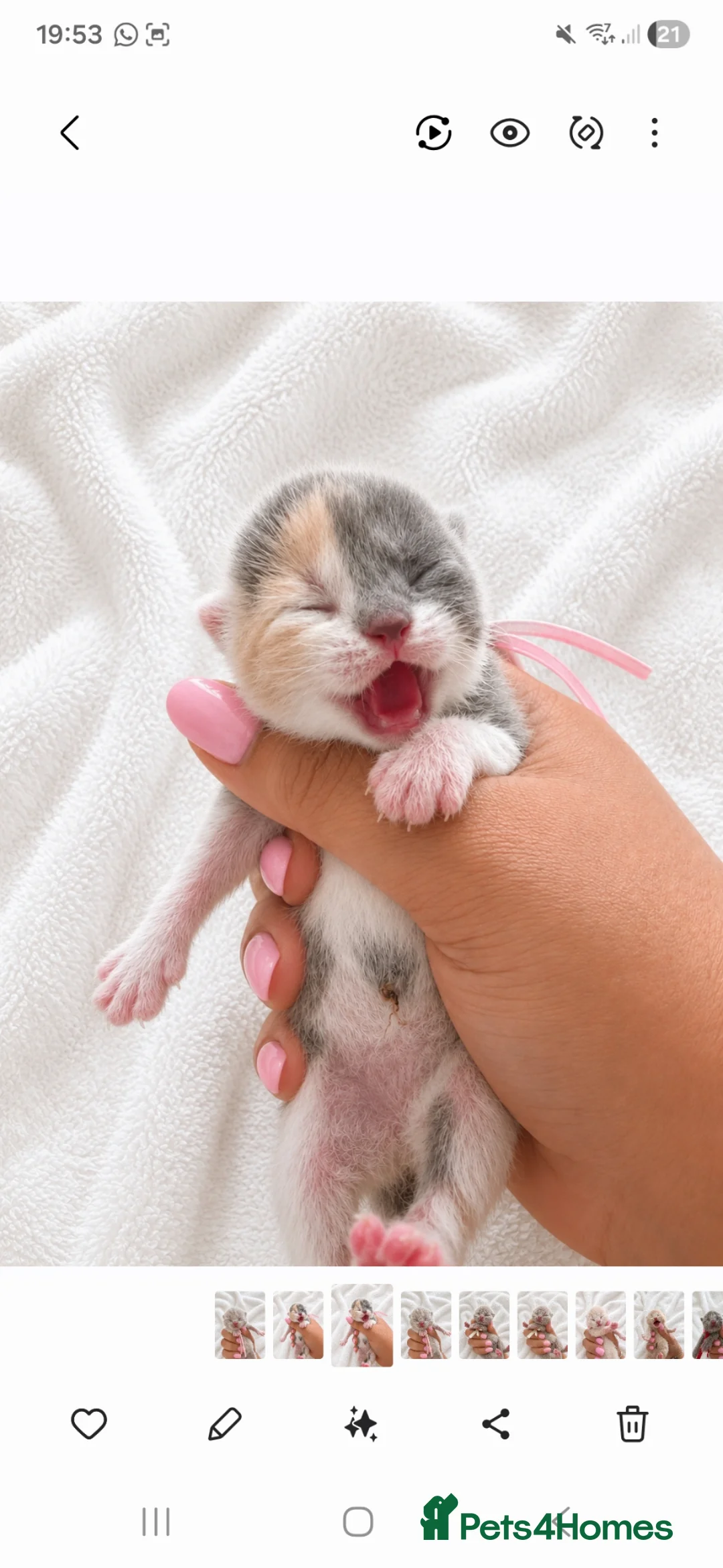 British Shorthair cats for sale: Supreme champion GCCF British Shorthair - Advert 1