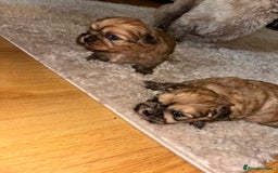 Zuchon dogs for sale: Zuchon pupp - Image 7
