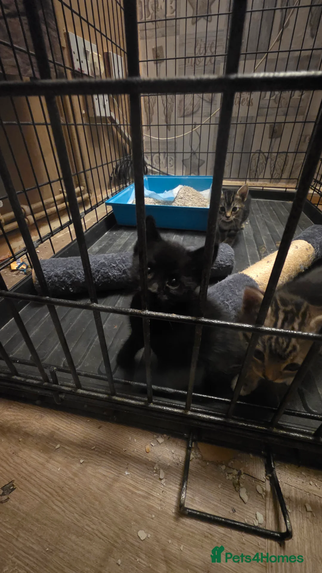 Mixed Breed cats for sale: Savannah X Domestic kittens - Advert 15