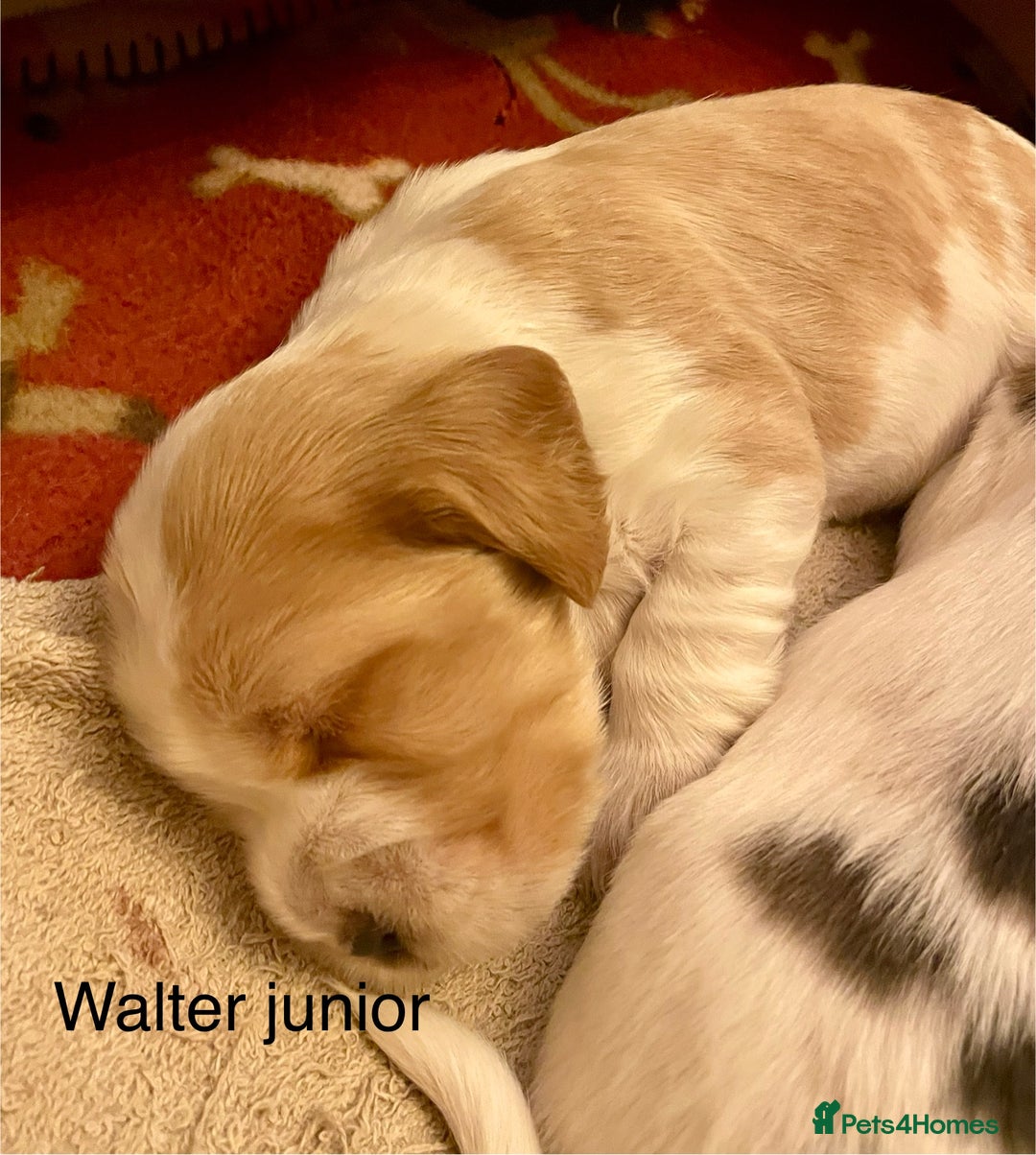 Cocker Spaniel dogs for sale: Your “furever” friend is here - Advert 7