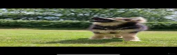 German Shepherd dogs for sale: KENBLOOM PRIMROSE RIPLEY KC health tested  - Advert 10