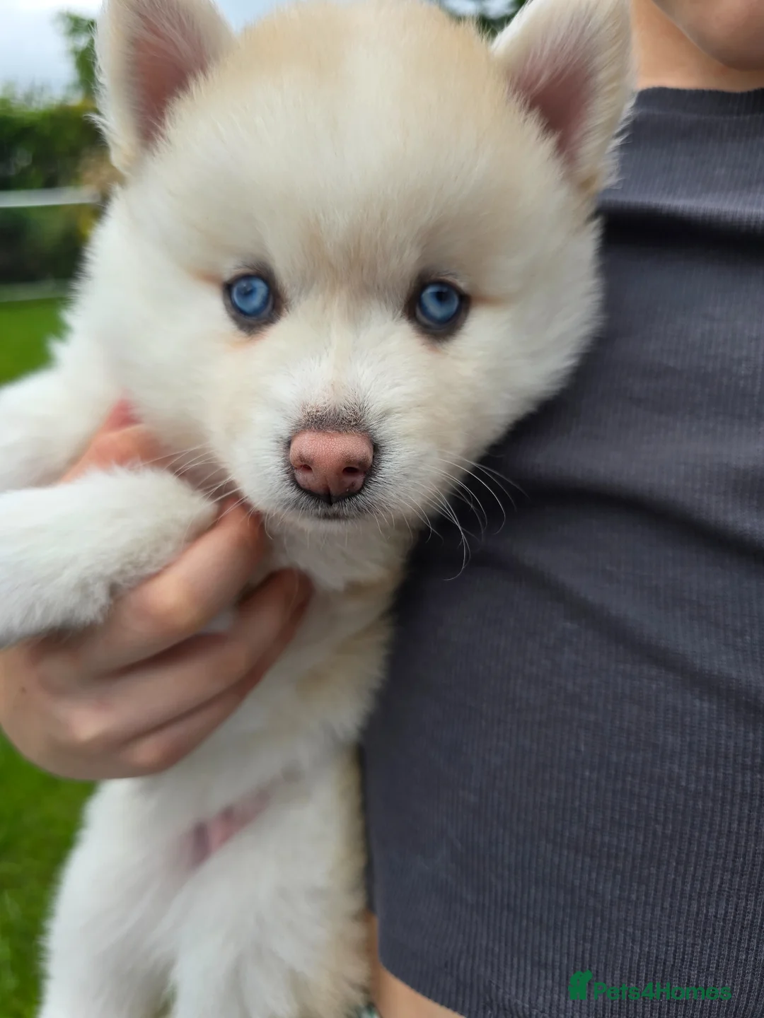 Pomsky dogs for sale: ​3 Stunning Blue-Eyed Pomsky Princesses - Advert 1