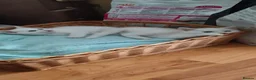 Mixed Breed cats for sale: Kittens - Advert 7