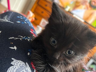 Mixed Breed cats - Advert 33