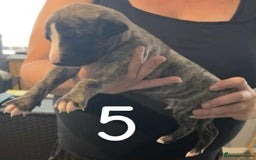 Whippet dogs for sale: Superb Whippet Puppies  - Image 8