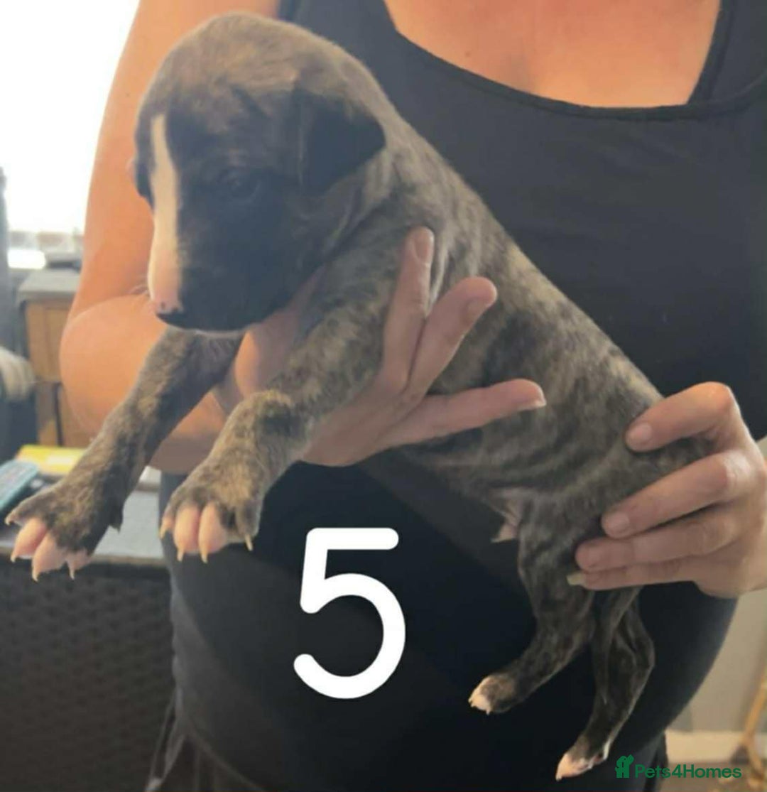 Whippet dogs for sale: Superb Whippet Puppies  - Image 8