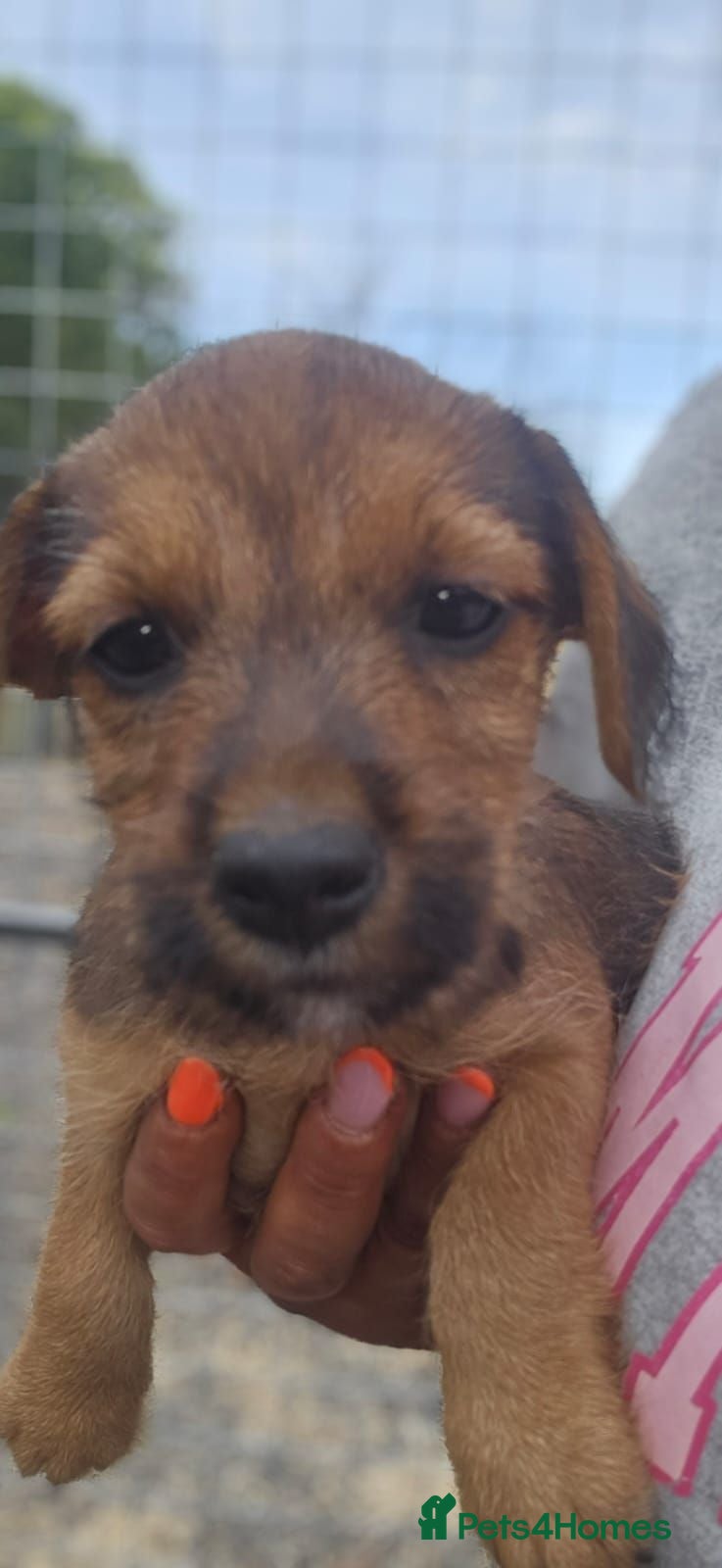 Mixed Breed dogs Border terrier X Jack Russell  - Advert 3