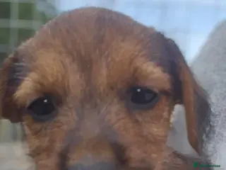 Mixed Breed dogs Border terrier X Jack Russell - Advert 5
